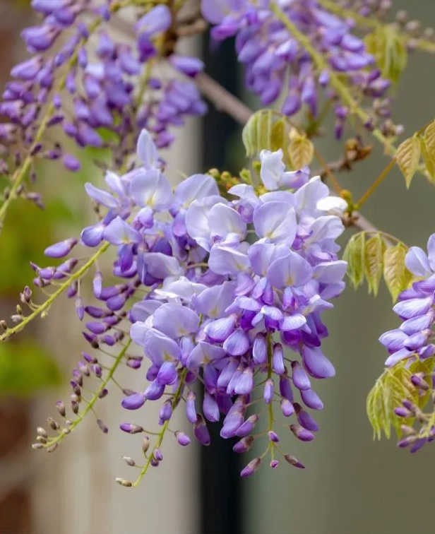 Hoa Tử Đằng Trung Quốc Wisteria Sinensis với chùm hoa mềm và sắc tím nổi bật