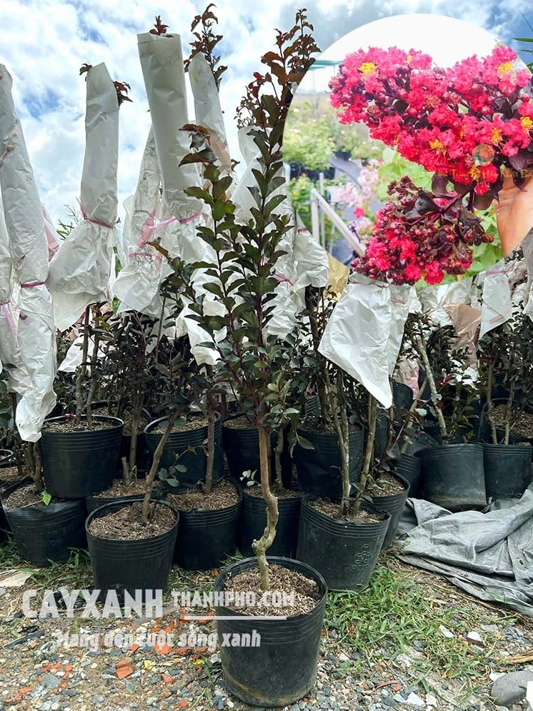 Hoa tường vi đỏ nổi bật với sắc màu nồng nàn giữa nền lá xanh