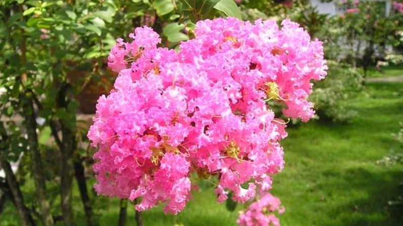 Hoa tường vi nở đẹp với sắc màu tươi sáng và cánh hoa mềm mại
