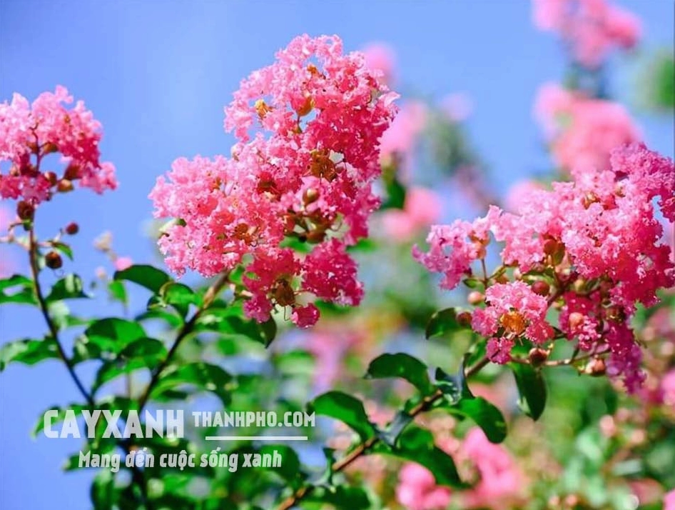 Hoa tường vi nở rực với cánh hoa mỏng xếp lớp trên nền lá xanh
