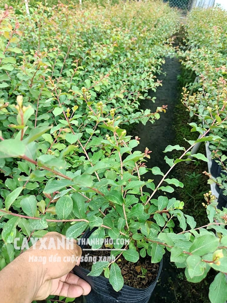 Hoa tường vy bung nở duyên dáng với sắc màu tươi tắn trong vườn