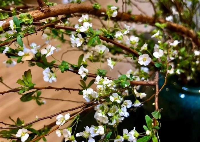 Hoa tuyết mai đỏ với sắc hoa nổi bật trên cành mảnh tạo cảm giác lạ mắt và sang trọng