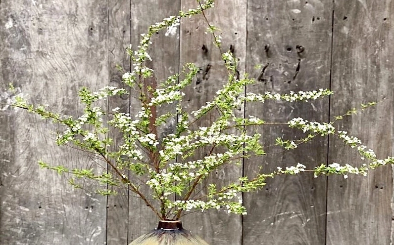 Hoa Tuyết Mai trắng đặt trên nền gỗ mộc làm nổi bật vẻ thanh sạch và tinh tế của cánh hoa nhỏ