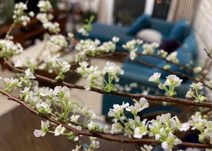 Hoa Tuyết Mai trắng được ứng dụng trong trang trí nội thất với vẻ đẹp thuần khiết và nhẹ nhàng