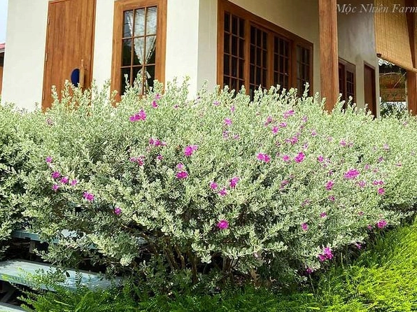 Hoa Tuyết Sơn nở hoa mềm mại dưới ánh sáng tự nhiên làm sắc hồng tím thêm nổi bật