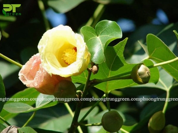 Hoa và quả cây Bồ đề xuất hiện trên cành với sắc độ nổi bật giữa nền lá xanh