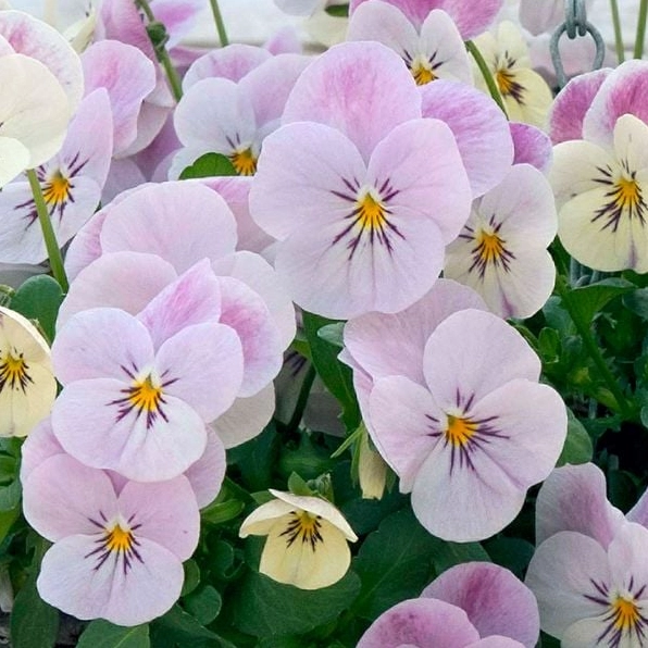 Hoa Violet Hồng mang sắc hồng ngọt ngào với cánh hoa nhỏ mềm mại