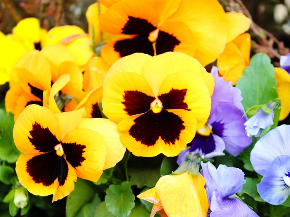 Hoa Violet Vàng nổi bật với gam vàng tươi sáng tạo cảm giác ấm áp