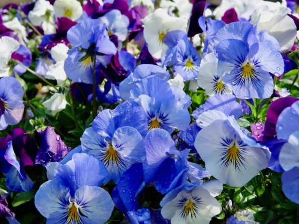 Hoa Violet Xanh thanh mát với gam màu hiếm gặp và cuốn hút