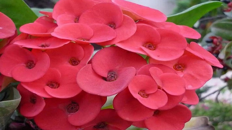 Hoa xương rồng Bát Tiên nở thành chùm đỏ hồng nổi bật giữa thân lá xanh và gai nhỏ