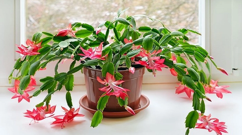Hoa xương rồng Càng Cua rủ cánh mềm mại với sắc hoa rực rỡ trên nền lá xanh mọng