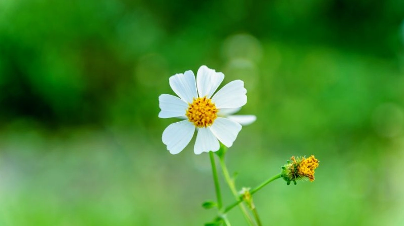 Hoa Xuyến Chi mang tên khoa học Bidens pilosa với cánh trắng mảnh mai bao quanh nhụy vàng tươi
