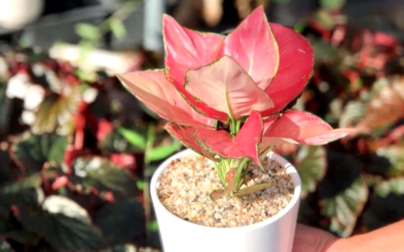 Hồng Vạn Lộc với sắc đỏ may mắn nổi bật trên nền lá xanh bóng