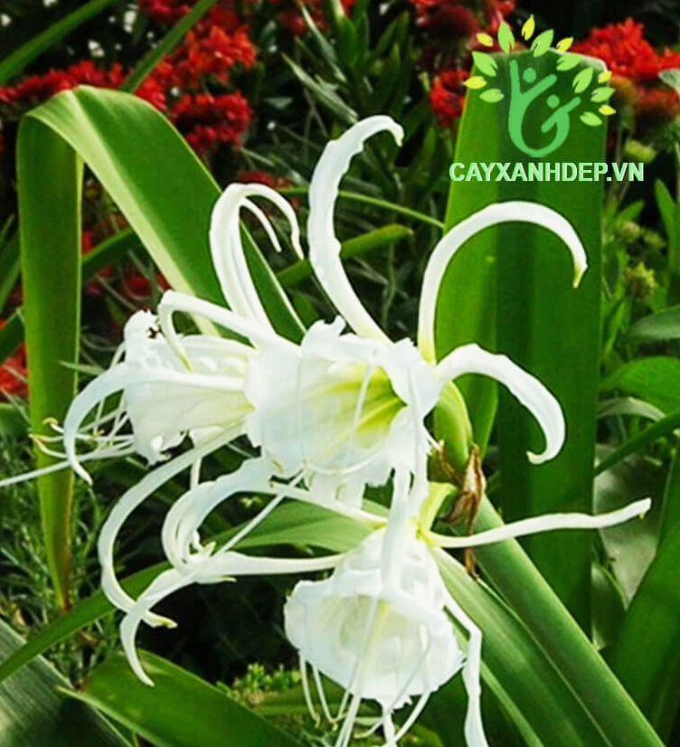 Huệ Bạch Trinh với hoa trắng thanh khiết và lá xanh dài tạo nét đối lập duyên dáng với Gấm Nhung