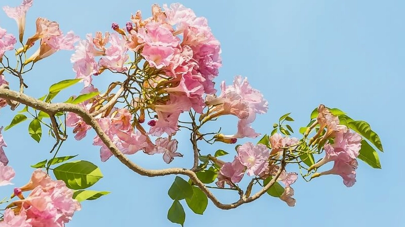 Hướng dẫn cách trồng Cây Kèn Hồng tại nhà với cây giống và điều kiện chăm sóc phù hợp