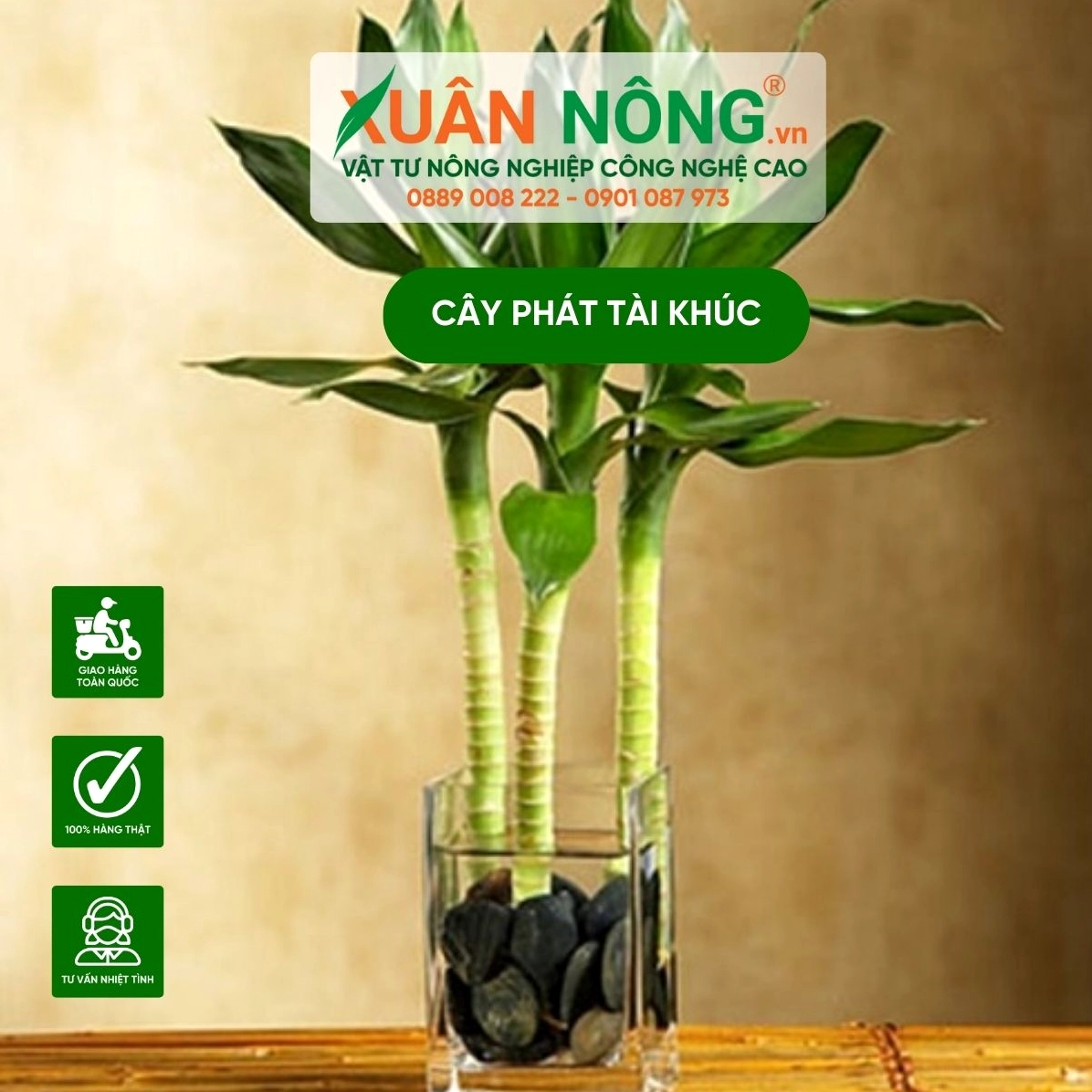 Hướng dẫn cách trồng cây phát tài khúc với thân cây khỏe và lá non đang vươn