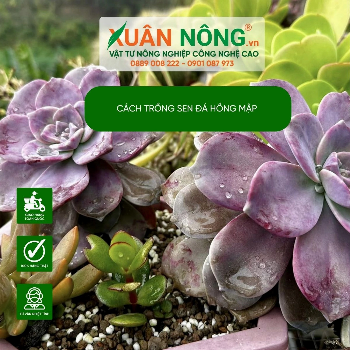 Hướng dẫn chăm sóc Sen Đá Hồng Mập để lá mập khỏe và chuyển sắc hồng dưới ánh sáng