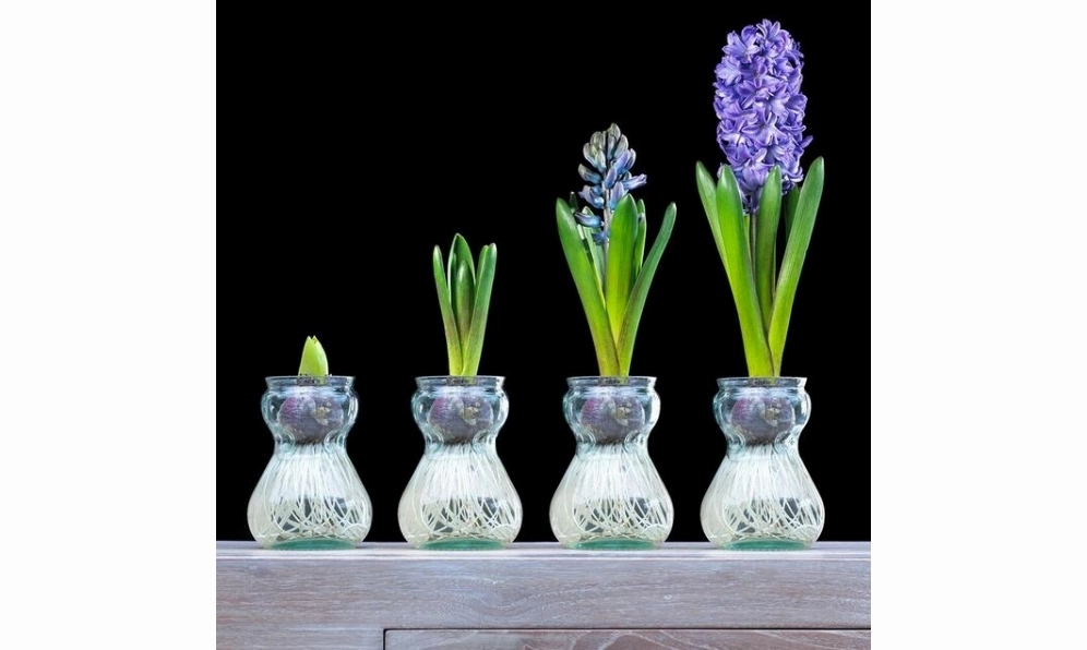 Hướng dẫn trồng Hoa tiên ông trong nước với lọ thủy tinh giúp tôn lên bộ rễ trắng