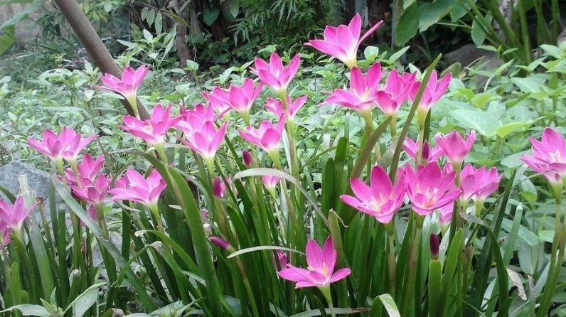 Hướng dẫn trồng Hoa tóc tiên chi tiết giúp cây bén rễ tốt và sớm cho những đợt hoa đầu tiên