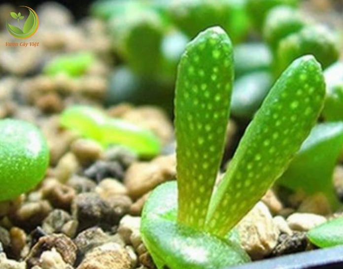 Hướng dẫn trồng Sen Đá Tai Thỏ trong chậu nhỏ với giá thể thoát nước tốt