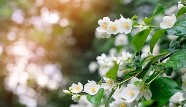 Hương thơm dịu dàng của hoa nhài mang lại cảm giác thư giãn nhưng cần lưu ý người dễ dị ứng