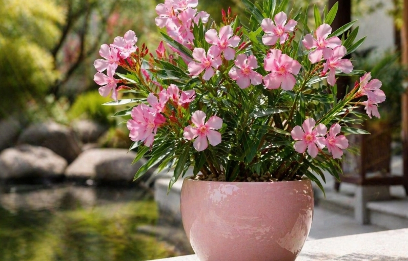 Khoảng sân trước với cây cảnh được bố trí hài hòa nhấn mạnh tầm quan trọng của việc chọn đúng cây như Cây Đinh Lăng Cảnh