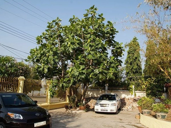 Khoảng sân vườn với cây cảnh tán lá đẹp đặt giữa nền sáng thanh lịch, gợi không khí sống chậm và gần thiên nhiên