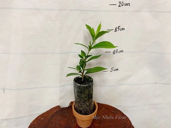 Khóm Bạch Thiên Hương kép lùn nở dày những bông hoa trắng xếp cánh mềm mại