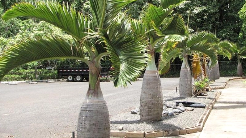 Khóm Cây Cau Lùn xanh mượt nổi bật trong không gian ngoài trời, mang vẻ đẹp dịu mát và dễ chịu
