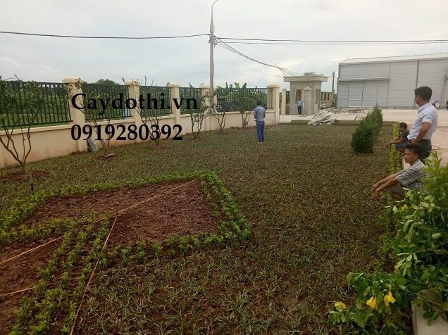 Khóm Cây Cọ Lá Tre xanh mướt mọc dày, lá nhỏ dài thanh mảnh trong không gian vườn ươm