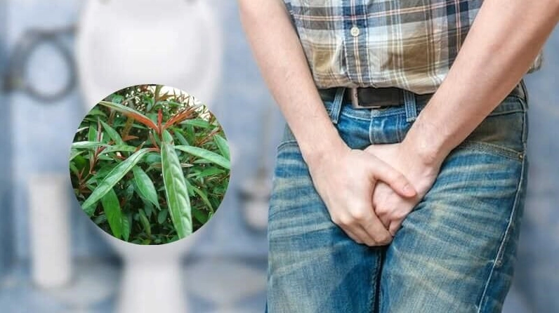 Khóm Cây Hoàng Kim Ngọc được thể hiện trong nội dung y học cổ truyền với lá xanh đậm và dáng cây thanh gọn