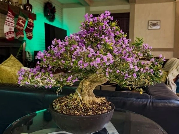 Khóm Cây Linh Sam siêu bông tím hồng với lá nhỏ dày và dáng cây thanh thoát nổi bật