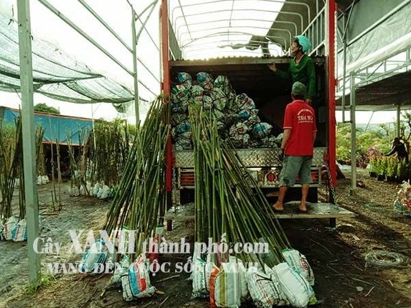 Khóm Cây Tre Cảnh có lá xanh dày và thân vươn cao tạo điểm nhấn tự nhiên