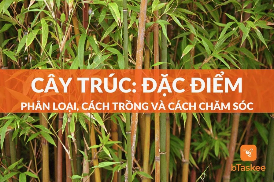 Khóm cây trúc xanh tươi với thân thẳng, lá nhỏ dày và vẻ mộc mạc gần gũi của khu vườn nhiệt đới