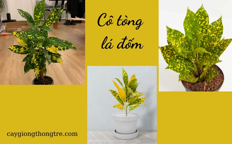 Khóm Cô Tòng Lá Đốm tươi tốt với lá xanh vàng rực rỡ sau quá trình chăm sóc cẩn thận