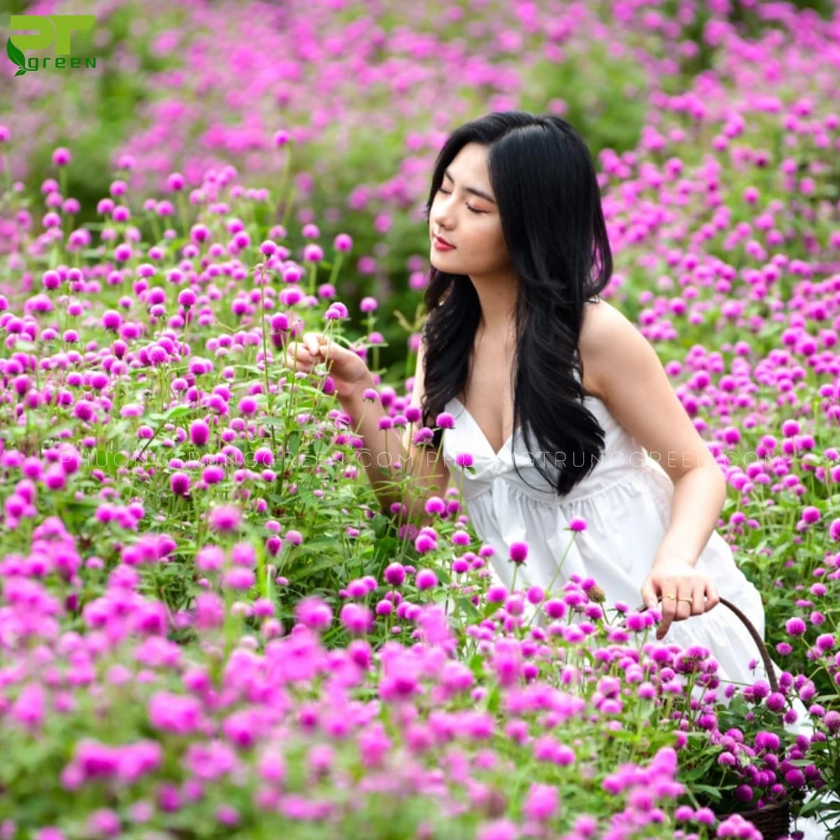 Khóm hoa Cúc Bách Nhật khoe bông tròn nhỏ với màu sắc tươi sáng trong vườn