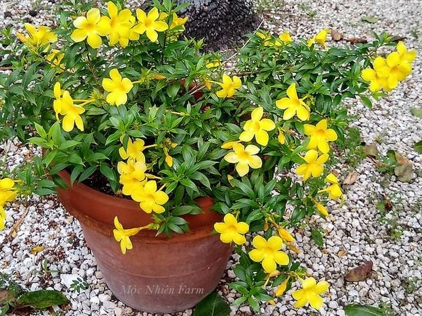 Khóm Hoa huỳnh anh vàng đứng phát triển khỏe với cụm hoa nổi bật ở phần ngọn