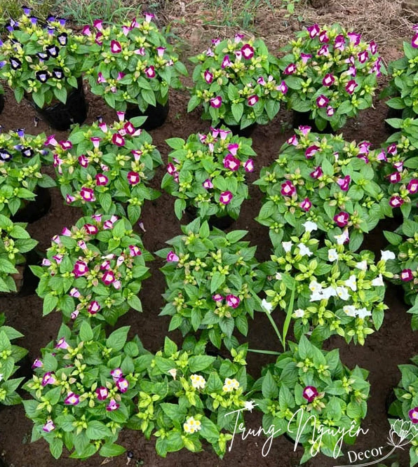 Khóm Hoa mắt nai với sắc hồng tím trắng đan xen mềm mại nổi bật giữa không gian sân vườn