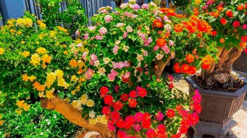 Khóm Hoa Ngũ Sắc nở đa dạng sắc màu với bố cục hài hòa và vẻ đẹp tự nhiên nổi bật