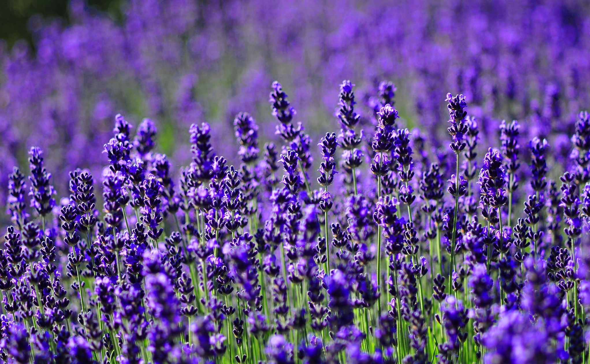 Khóm Hoa Oải Hương Lavender nở rộ với những bông tím mềm mại trải dài trong khung hình tự nhiên