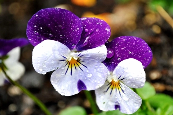 Khóm Hoa Pansy được trồng để trang trí cảnh quan ngoài trời với màu sắc tươi sáng