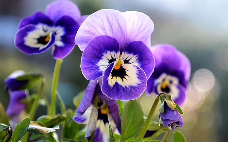 Khóm Hoa Pansy khỏe mạnh thể hiện đặc tính ưa nước, ưa nắng và tương đối dễ chăm sóc