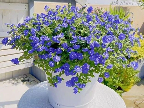 Khóm hoa Thanh Tú sum suê tạo điểm nhấn xanh mát cho không gian trồng chậu