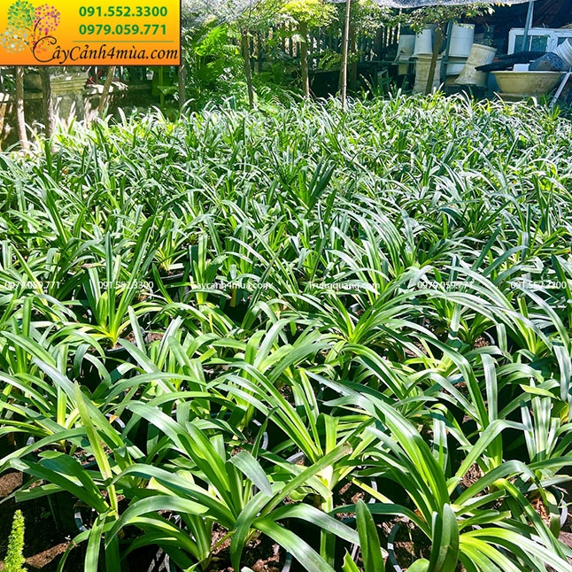 Khóm Huệ sông Nile tức Hoa Thanh Anh được trồng thành cụm nổi bật trong vườn