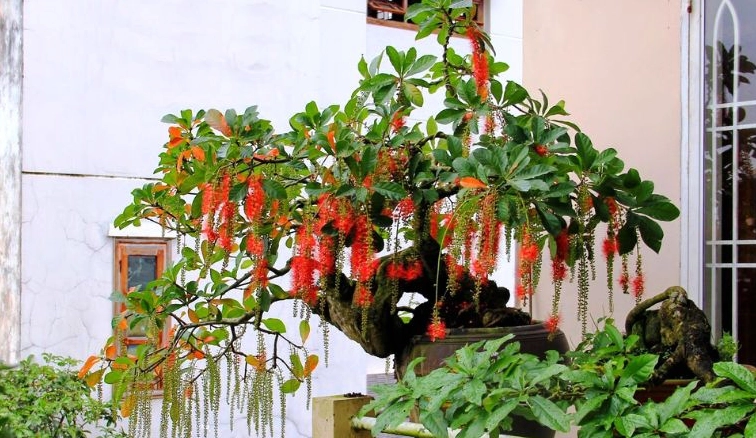 Không gian cây cảnh ra hoa đẹp mắt gợi ý bố cục sân vườn cho người yêu xương rồng