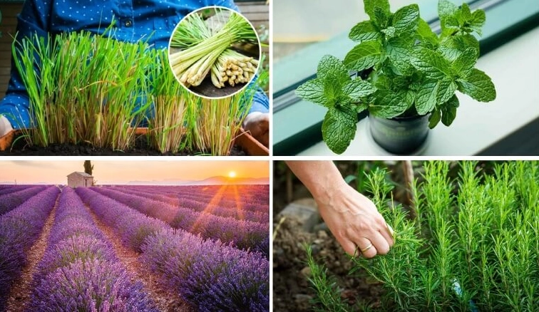 Không gian cây trồng trong nhà với sắc xanh tự nhiên phù hợp phối cùng xương rồng cảnh