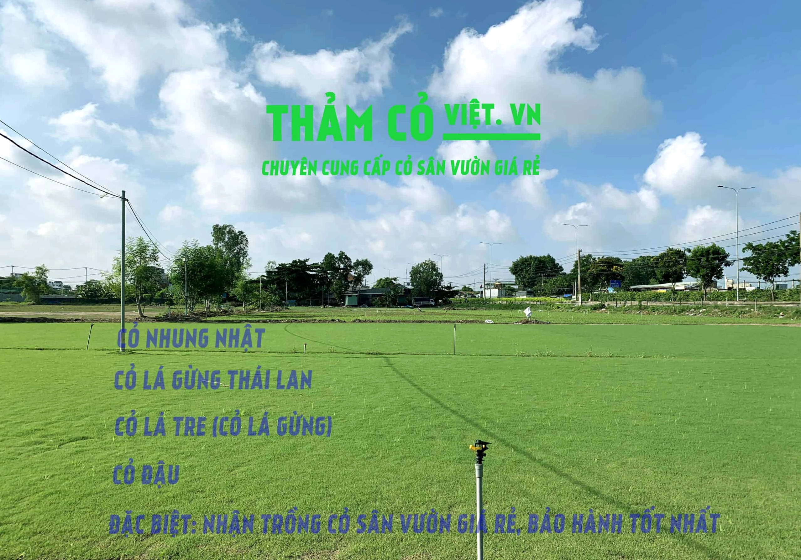 Không gian cỏ sân vườn xanh rộng gợi ý lựa chọn thảm cỏ cho khuôn viên gia đình