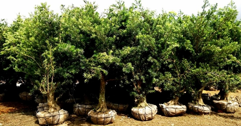 Không gian cửa hàng cây hoa cảnh với nhiều chậu cây xanh, gợi ý nơi tham khảo Cây Gừa Núi và cây cảnh sân vườn