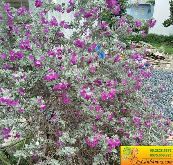 Không gian trồng cây Tuyết Sơn Phi Hồng gợi ý cách phối màu cùng Hoa Thanh Anh trong vườn nắng