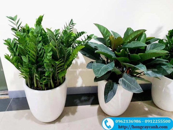Không gian trong nhà bài trí cây nội thất nổi bật với chậu cây lá lớn xanh đỏ sang trọng